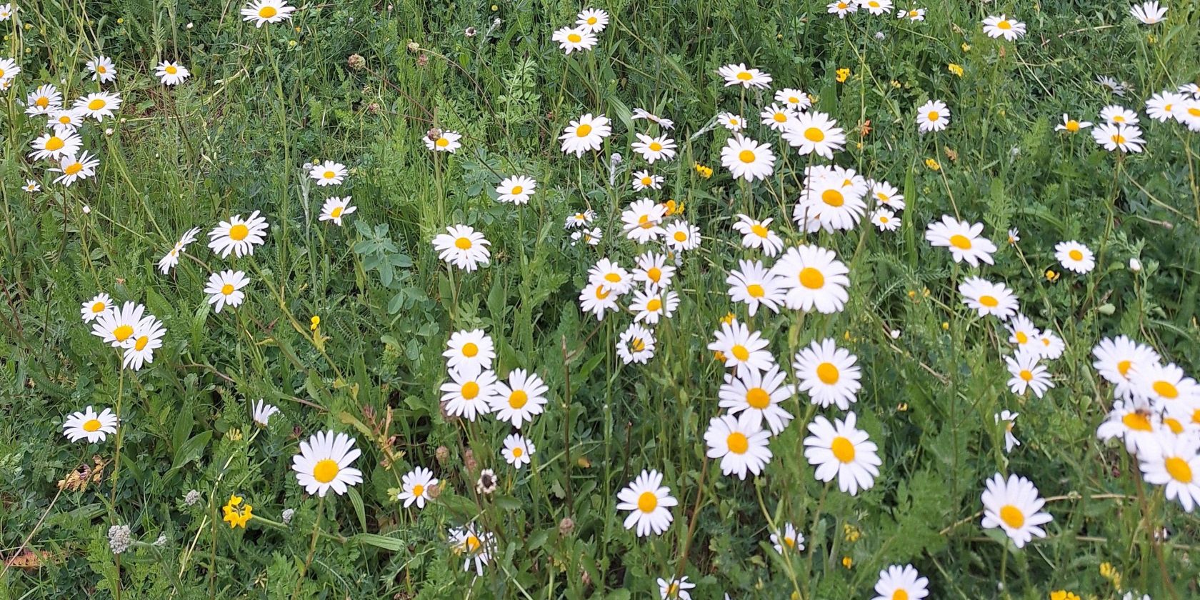 Führung "Mittsommer-Pflanzen" Führung "Mittsommer-Pflanzen"