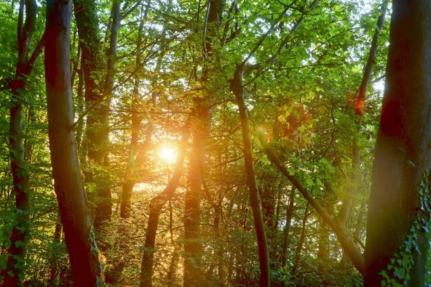 Waldbaden Sommer (c) Kurverwaltung Goehren Martin Stoever _07-2019_P5I1387_6_5_4_3_HDR projects-2, © Kurverwaltung Goehren / Martin Stoever Waldbaden Sommer (c) Kurverwaltung Goehren Martin Stoever _07-2019_P5I1387_6_5_4_3_HDR projects-2, © Kurverwaltung Goehren / Martin Stoever