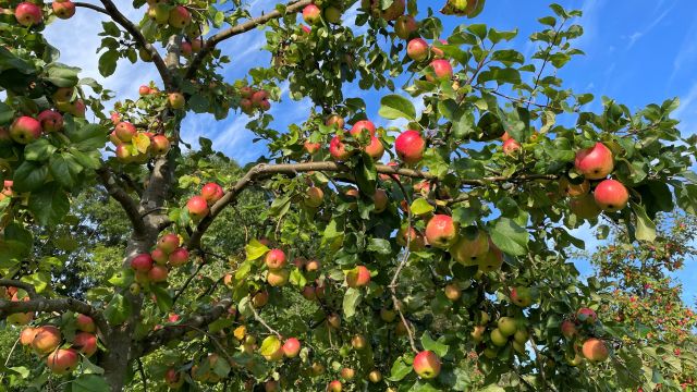 26-09-25, 26 Apple Day, GMZ, © C 26-09-25, 26 Apple Day, GMZ, © C