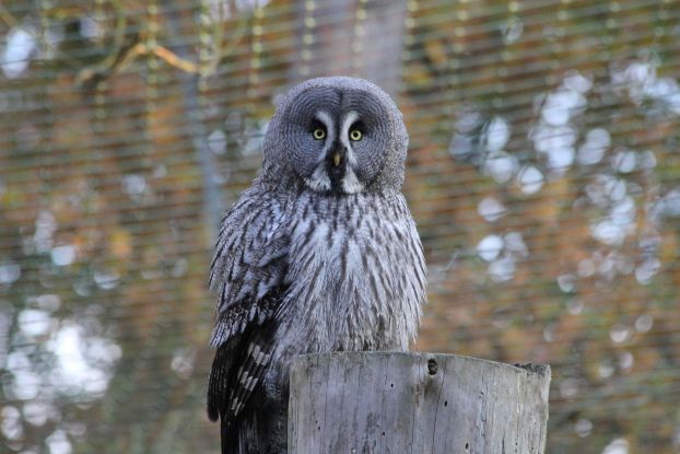 Wildpark-MV - Bearded owl on the Eulenberg, © Wildpark-MV Wildpark-MV - Bearded owl on the Eulenberg, © Wildpark-MV