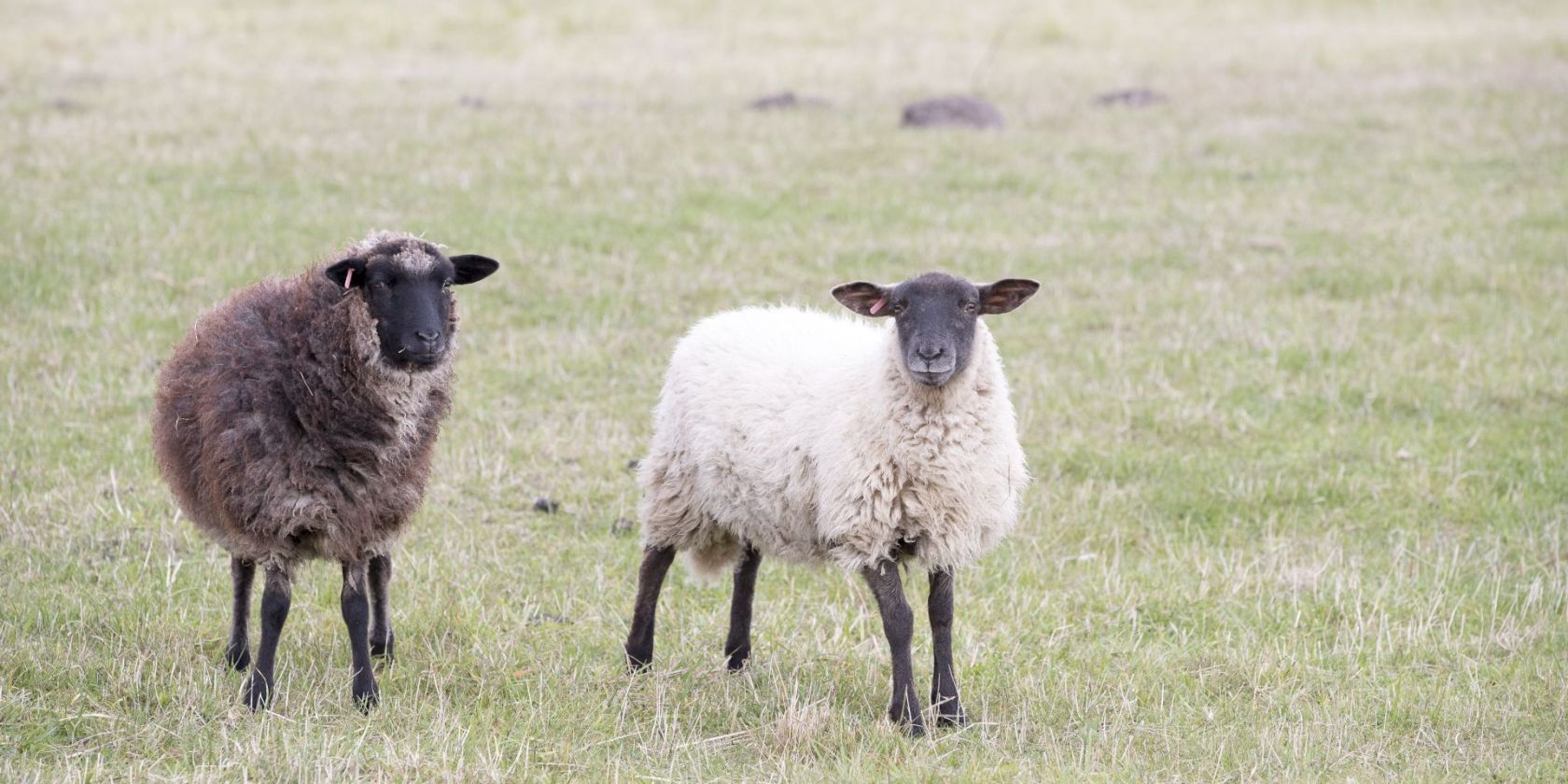 oekohof1_stoever, © Kurverwaltung Goehren / Martin Stoever oekohof1_stoever, © Kurverwaltung Goehren / Martin Stoever