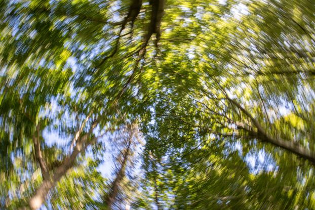 Waldweites Netz (c) Kurverwaltung Goehren Martin Stoever _09-2020_P5I4252, © Kurverwaltung Goehren / Martin Stoever Waldweites Netz (c) Kurverwaltung Goehren Martin Stoever _09-2020_P5I4252, © Kurverwaltung Goehren / Martin Stoever