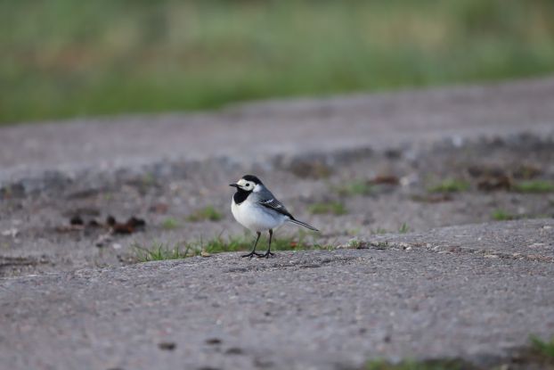 26-05-17 Vogelleben vor der Haustür, GMZ, © C 26-05-17 Vogelleben vor der Haustür, GMZ, © C