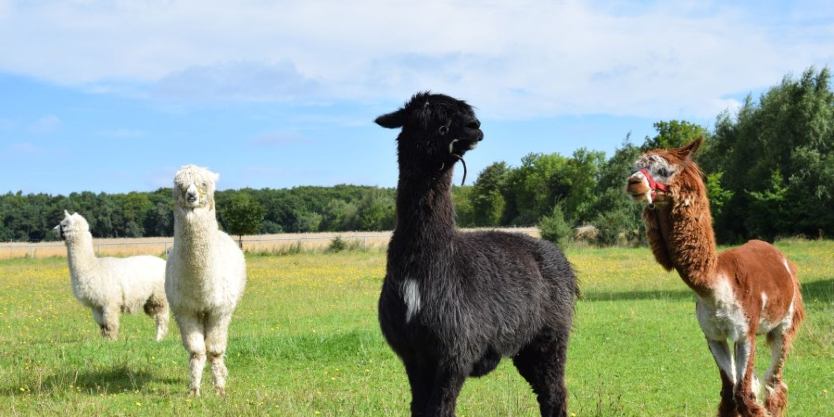 Alpacas, © M. Wenzlaff Alpacas, © M. Wenzlaff