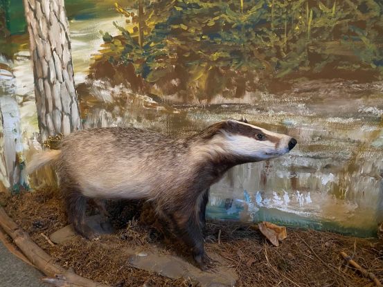 Dachs, © Amt Mecklenburgische Kleinseenplatte Dachs, © Amt Mecklenburgische Kleinseenplatte