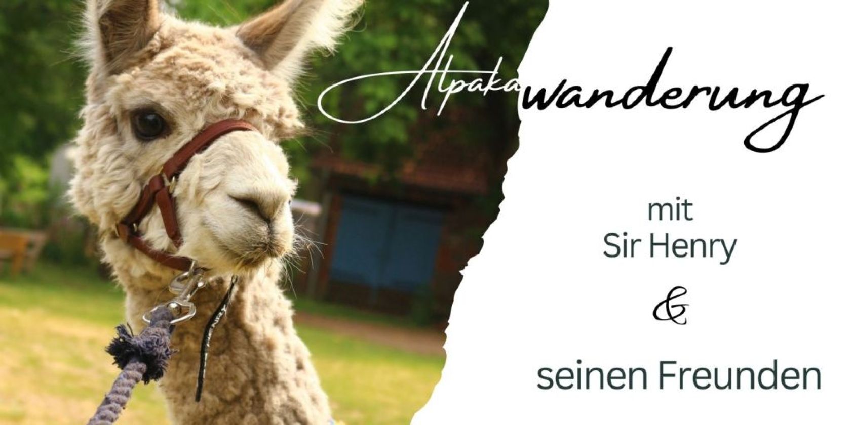 Alpakawanderung, © Jennifer Dietel Alpakawanderung, © Jennifer Dietel