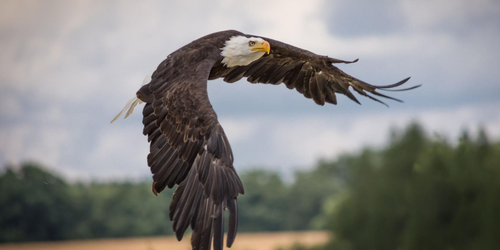 Naturfilm über Seeadler, © Sven Lachmann from Pixabay Naturfilm über Seeadler, © Sven Lachmann from Pixabay