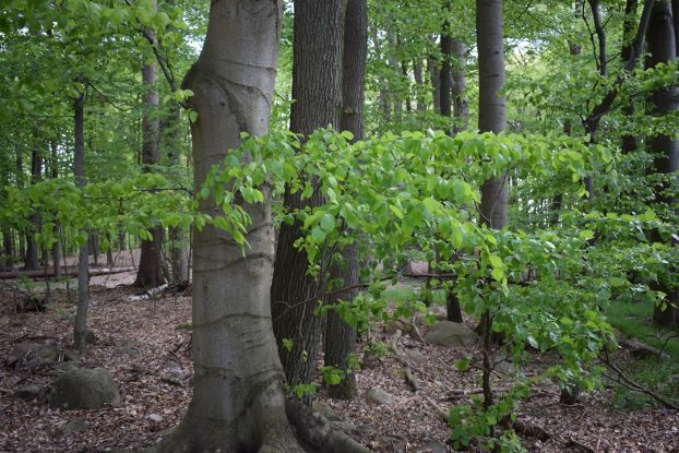Buchenwald, © Naturpark Feldberger Seenlandschaft M. Wyczinski Buchenwald, © Naturpark Feldberger Seenlandschaft M. Wyczinski