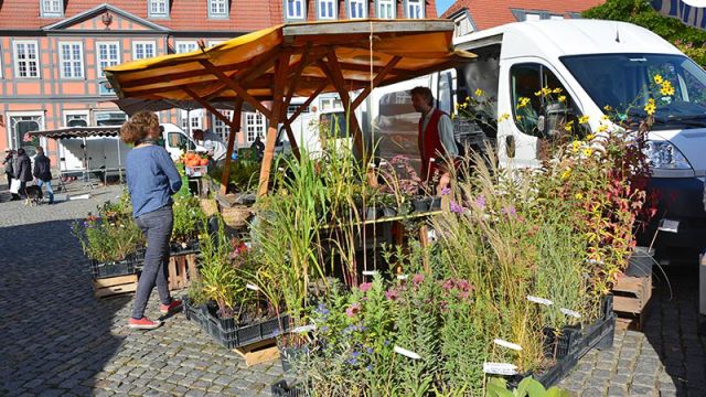 Grüner Markt Waren (Müritz), © Waren (Müritz) Kur- und Tourismus GmbH Grüner Markt Waren (Müritz), © Waren (Müritz) Kur- und Tourismus GmbH