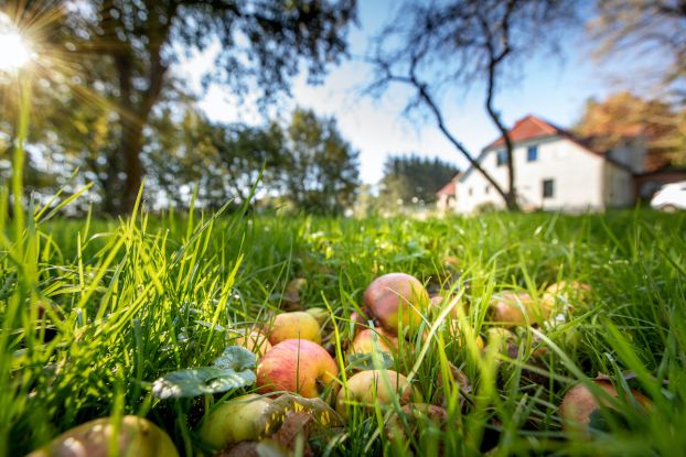HerrenhausFriedrichshof_Streuobstwiese, © Florian Foest HerrenhausFriedrichshof_Streuobstwiese, © Florian Foest