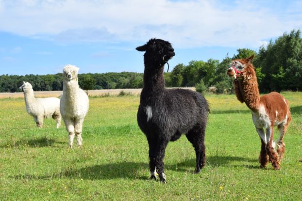Alpacas, © M. Wenzlaff Alpacas, © M. Wenzlaff