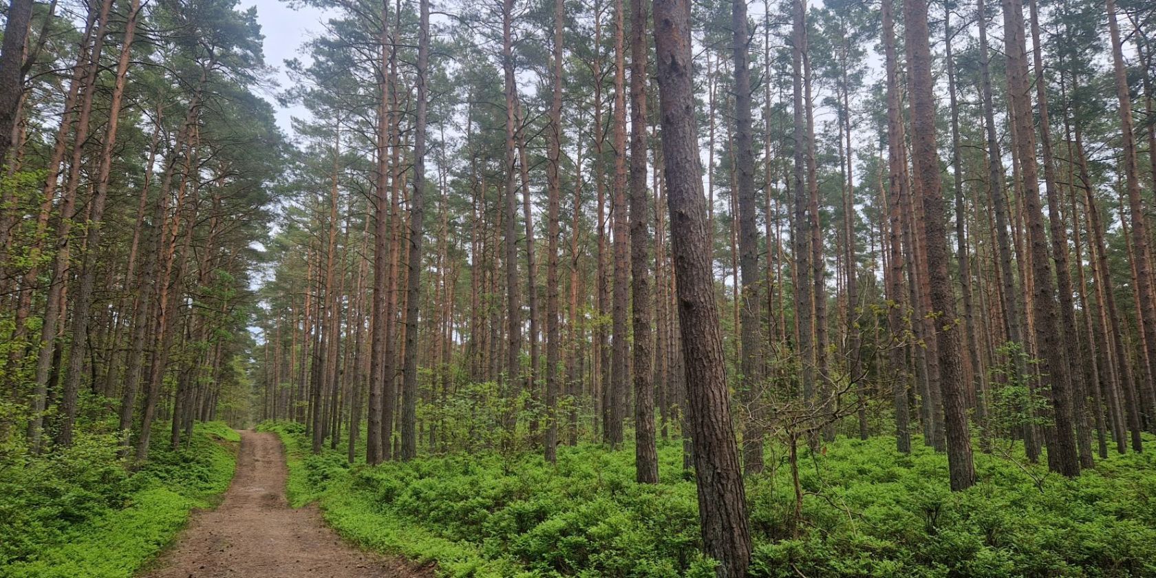 Wanderung Baaber Heide (c) Kurverwaltung Goehren, © Kurverwaltung Goehren Wanderung Baaber Heide (c) Kurverwaltung Goehren, © Kurverwaltung Goehren