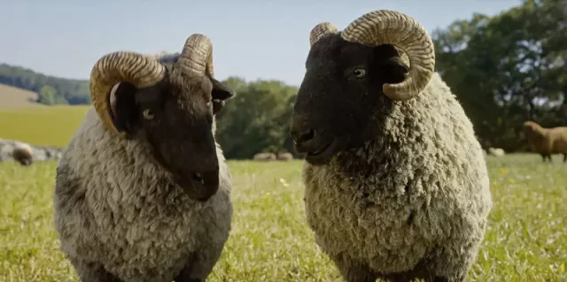 GLENNKILL: A SHEEP MYSTERY, © Amazon MGM Studios GLENNKILL: A SHEEP MYSTERY, © Amazon MGM Studios