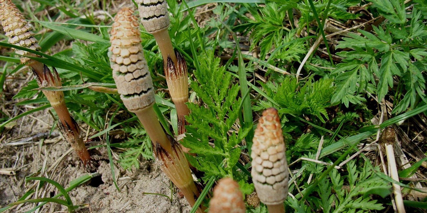 Pilzwanderung im Küstenwald, © Ackerschachtelhalm.jpg Pilzwanderung im Küstenwald, © Ackerschachtelhalm.jpg