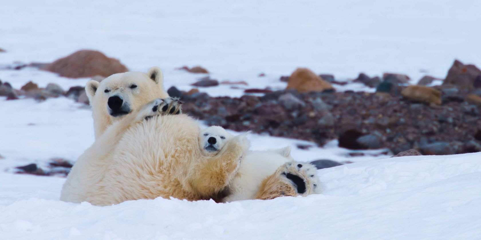 Geschichte einer Eisbärenmutter, © Artic Light Geschichte einer Eisbärenmutter, © Artic Light