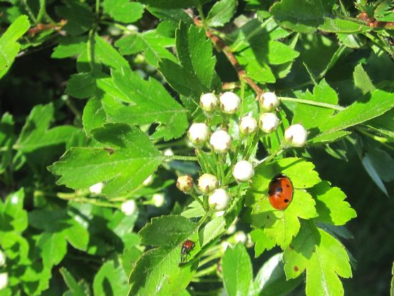 Natur, Marienkäfer, Blatt, © Kurverwaltung Natur, Marienkäfer, Blatt, © Kurverwaltung