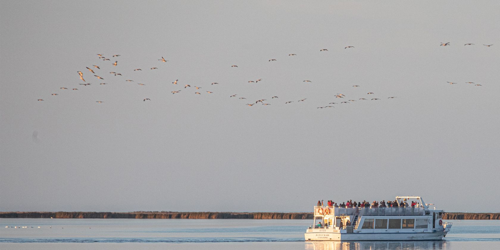 Kranichfahrten ab Hafen Stralsund, © Weiße Flotte GmbH Kranichfahrten ab Hafen Stralsund, © Weiße Flotte GmbH