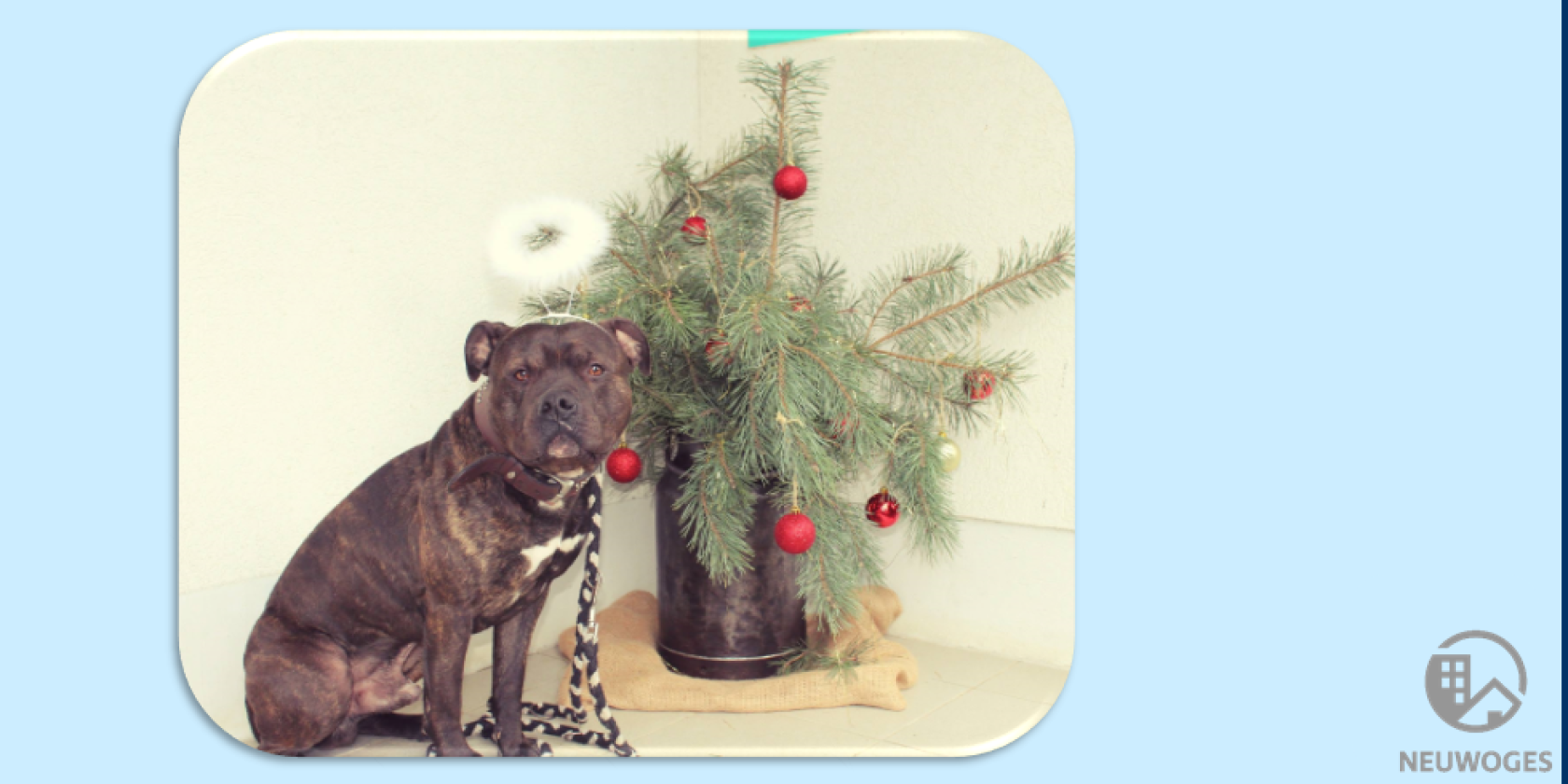 animal shelter christmas, © Hinterste Mühle animal shelter christmas, © Hinterste Mühle