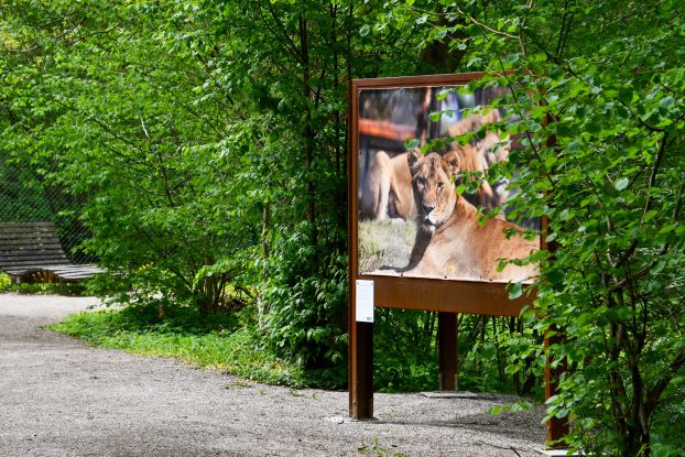 Waldgalerie Ausstellung 2026 im BÄRENWALD Müritz, © BÄRENWALD Müritz | Manuela Klier Waldgalerie Ausstellung 2026 im BÄRENWALD Müritz, © BÄRENWALD Müritz | Manuela Klier