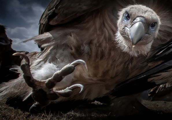 Gewinnerfoto Pölking Award_Glanzlichter2024, © fpa-zhu-xingchao Gewinnerfoto Pölking Award_Glanzlichter2024, © fpa-zhu-xingchao