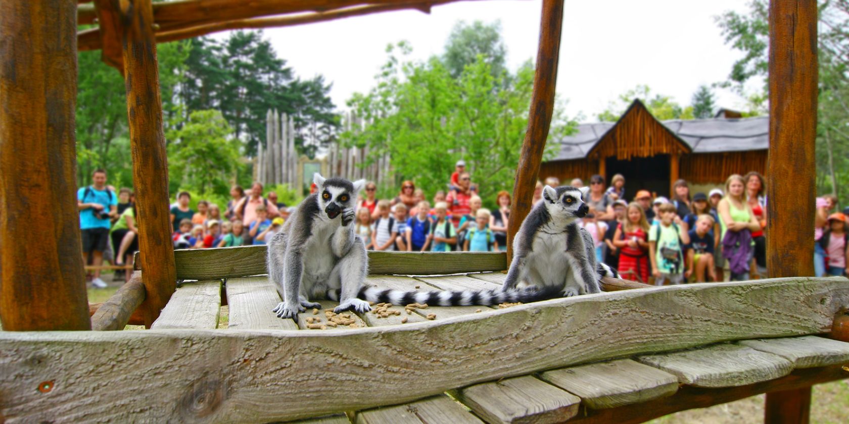 Lemurenfütterung im Vogelpark Marlow, © Vogelpark Marlow Lemurenfütterung im Vogelpark Marlow, © Vogelpark Marlow