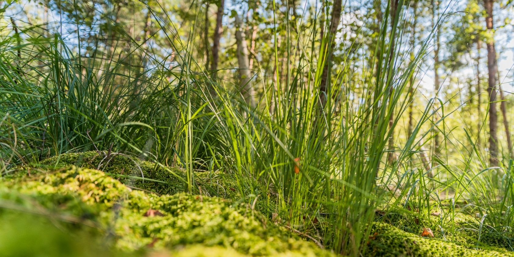 Moorwanderung, © André Pristaff / TuK Moorwanderung, © André Pristaff / TuK