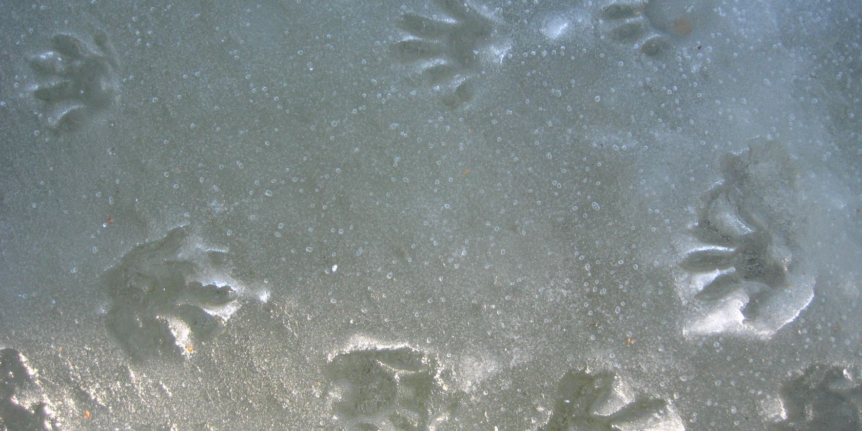 Wachbär Fährte 9.1.2016_UMeßner, © Ulrich Meßner Wachbär Fährte 9.1.2016_UMeßner, © Ulrich Meßner