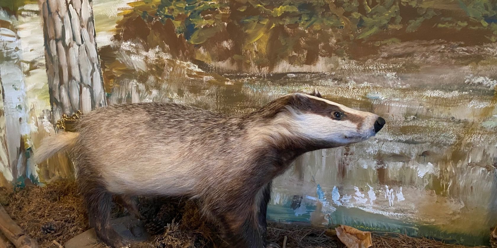 Dachs, © Amt Mecklenburgische Kleinseenplatte Dachs, © Amt Mecklenburgische Kleinseenplatte