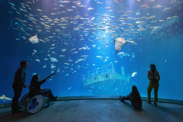Im größten Aquarium „Offener Atlantik“ schwimmen Makrelenschwärme, Ammen- und Glatthaie sowie verschiedene Rochenarten über dem Nachbau eines elf Meter langen Schiffswracks (Foto: Anke Neumeister/Deutsches Meeresmuseum) Im größten Aquarium „Offener Atlantik“ schwimmen Makrelenschwärme, Ammen- und Glatthaie sowie verschiedene Rochenarten über dem Nachbau eines elf Meter langen Schiffswracks (Foto: Anke Neumeister/Deutsches Meeresmuseum)