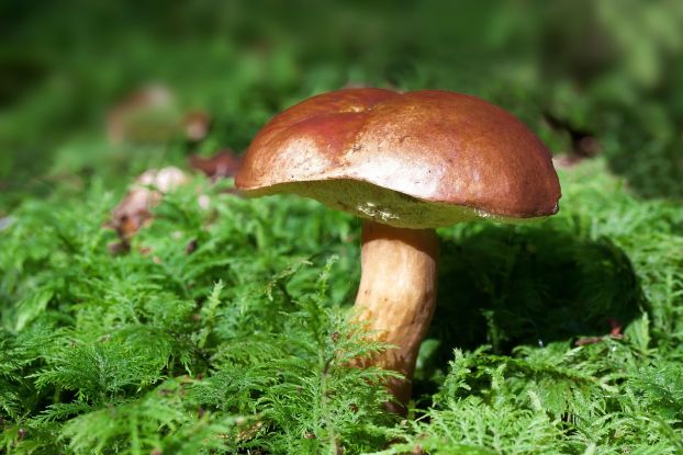 mushroom-448866_1280, © Pixabay mushroom-448866_1280, © Pixabay