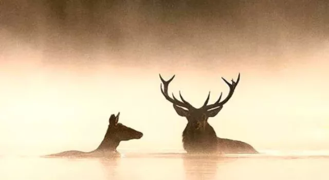 The Whisper of the Forests, © Vincent Munier The Whisper of the Forests, © Vincent Munier