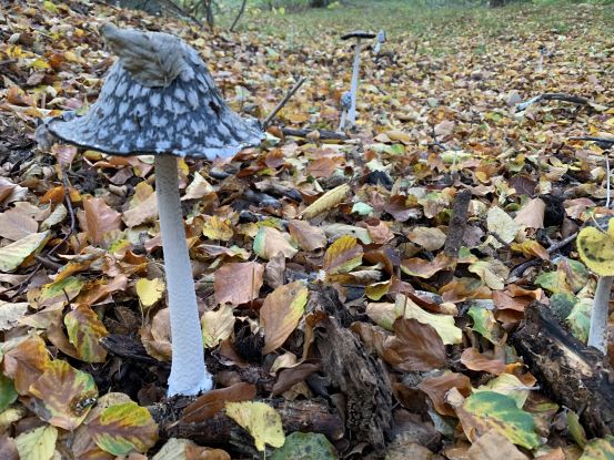 26-10-03 Mushrooms - poison or pleasure, GMZ, © C 26-10-03 Mushrooms - poison or pleasure, GMZ, © C