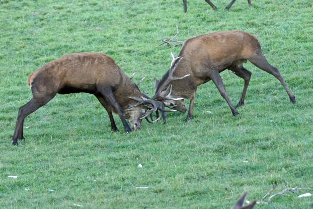 Fighting Stags, © Dietmar Schriever Fighting Stags, © Dietmar Schriever
