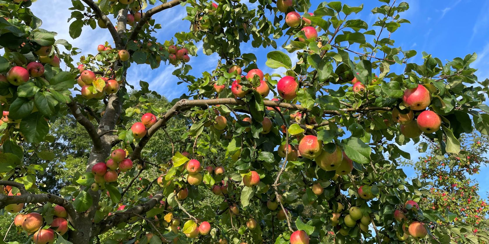 26-09-25, 26 Apple Day, GMZ, © C 26-09-25, 26 Apple Day, GMZ, © C