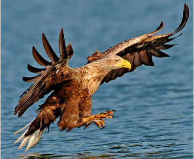 Im Reich des Seeadlers - Eine Radtour durch den Inselnorden, © Seeadler.PNG Im Reich des Seeadlers - Eine Radtour durch den Inselnorden, © Seeadler.PNG