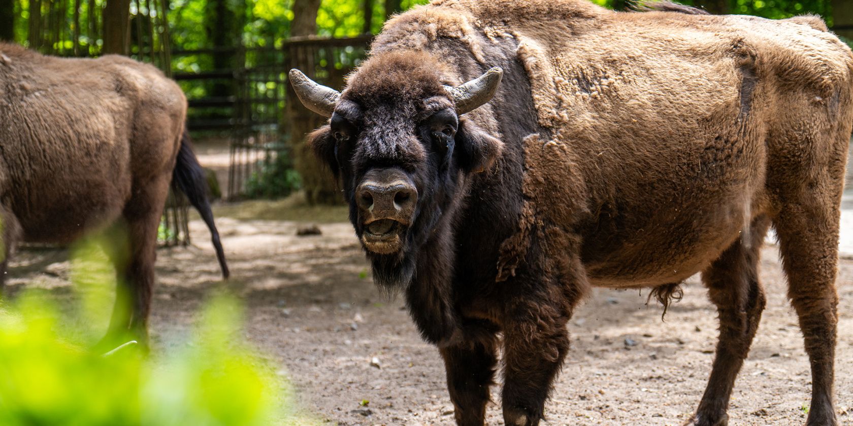 Sonntagsführung_Wisent_Foto Matthias Drübbisch, © Zoo Rostock/ Drübbisch Sonntagsführung_Wisent_Foto Matthias Drübbisch, © Zoo Rostock/ Drübbisch