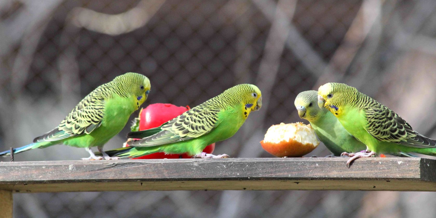 Wildpark-MV - Budgerigars - Feeding counter, © Wildpark-MV Wildpark-MV - Budgerigars - Feeding counter, © Wildpark-MV