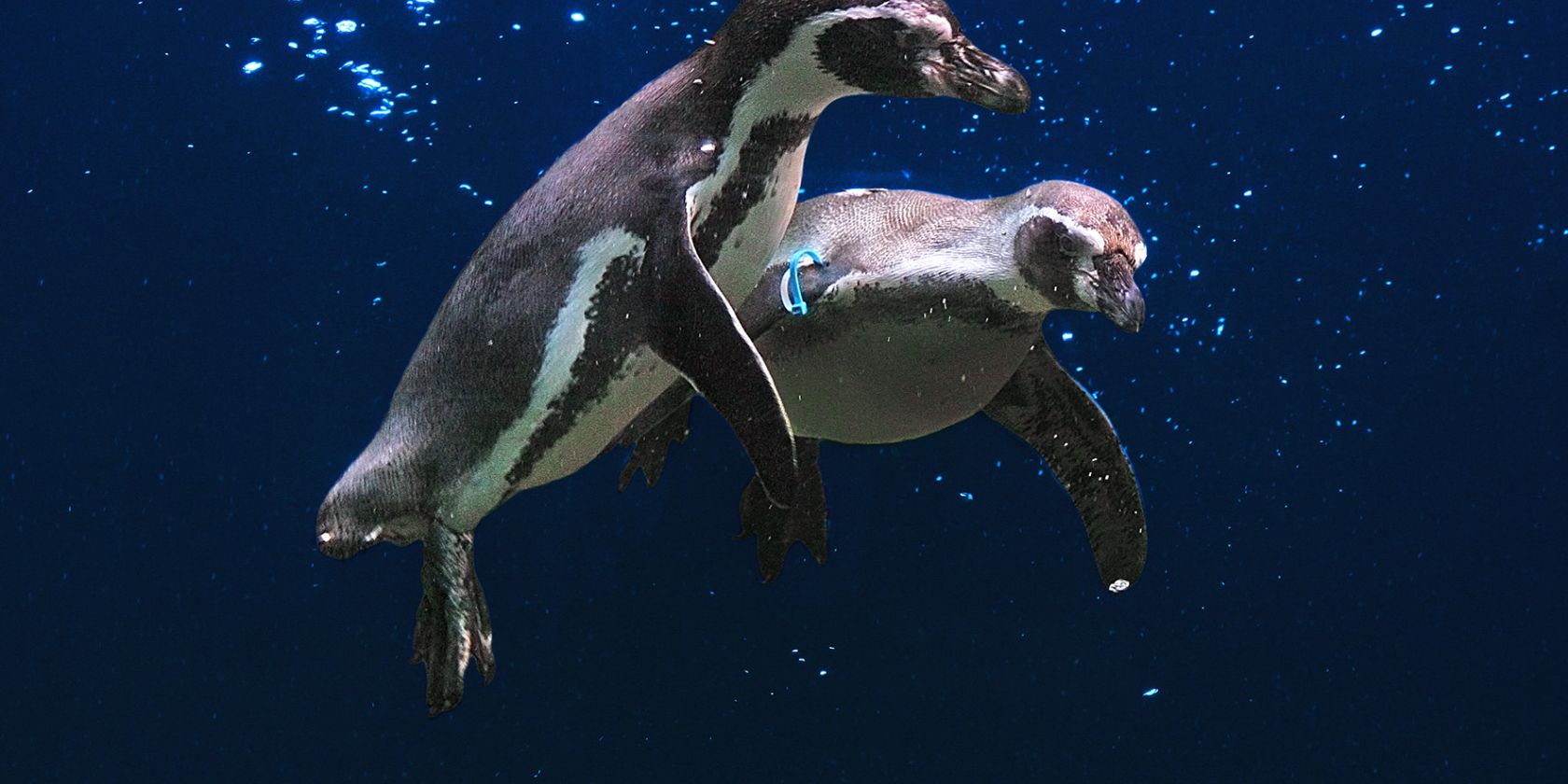 pinguine, © Vogelpark Marlow pinguine, © Vogelpark Marlow