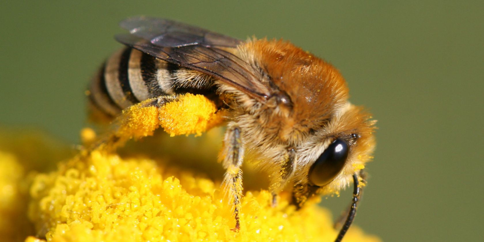 Wildbienen (c)Colletes sp_Hans Juergen Sessner, © Hans Juergen Sessner Wildbienen (c)Colletes sp_Hans Juergen Sessner, © Hans Juergen Sessner