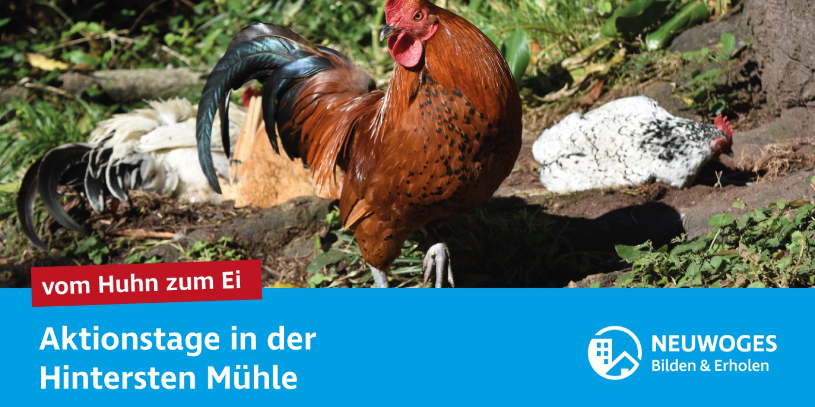 neuw-group_external-coming_to_animal-home_action-days-24-from-chicken-to-egg, © Neuwoges neuw-group_external-coming_to_animal-home_action-days-24-from-chicken-to-egg, © Neuwoges