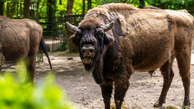 Sonntagsführung_Wisent_Foto Matthias Drübbisch, © Zoo Rostock/ Drübbisch Sonntagsführung_Wisent_Foto Matthias Drübbisch, © Zoo Rostock/ Drübbisch