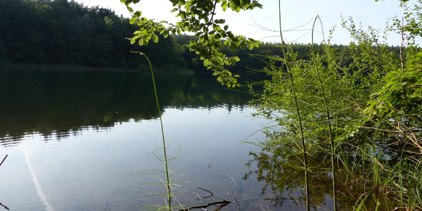 Schachtelhalm am Trünnsee, © Bianca Schubert Schachtelhalm am Trünnsee, © Bianca Schubert