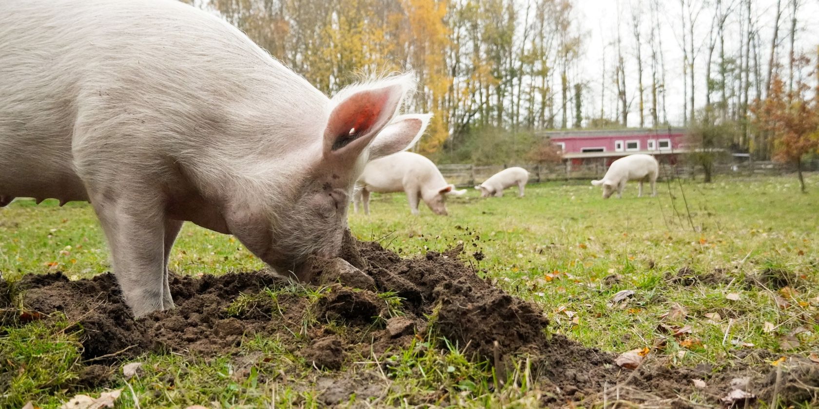 Schwein Hein bei den "Erdarbeiten", © Land der Tiere Schwein Hein bei den "Erdarbeiten", © Land der Tiere