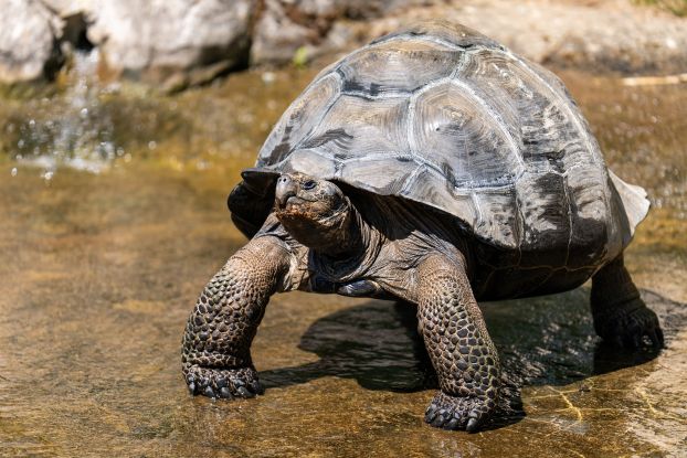 2025-05-08_Galapagosschildkr&ouml;te_md (6), &copy; Zoo Rostock/ Dr&uuml;bbisch