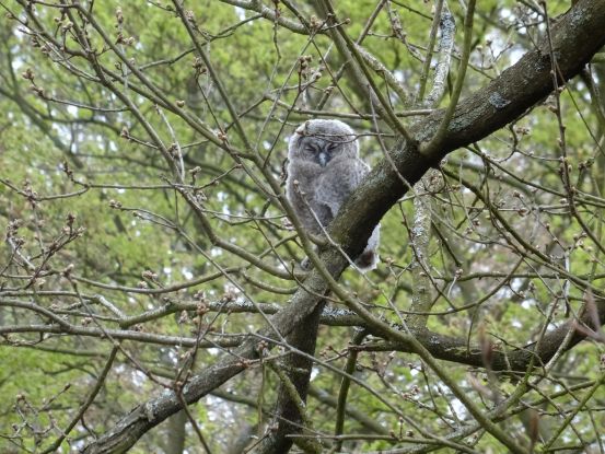 Fr&uuml;hlingserwachen und Vogelgezwitscher