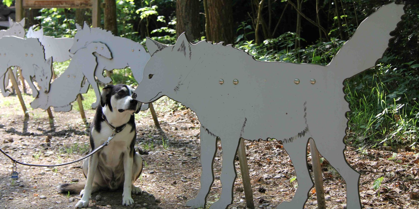 Wildpark-MV mit Hund, © Wildpark-MV