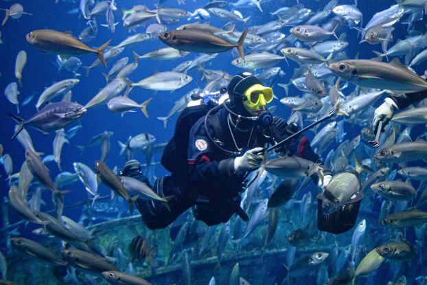 Ein Taucher im größten Aquarium des OZEANEUMs füttert die Fische. (Foto: Anke Neumeister/Deutsches Meeresmuseum)