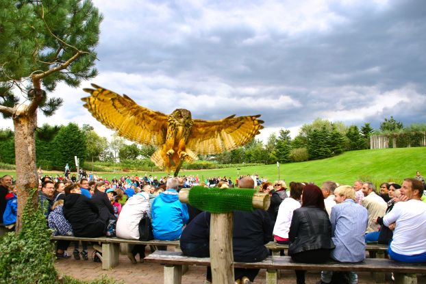 Uhu in der Flugshow, © @ Vogelpark Marlow