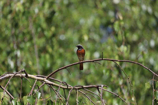 26-05-03 Vogelleben vor der Haust&uuml;r, GMZ, &copy; C