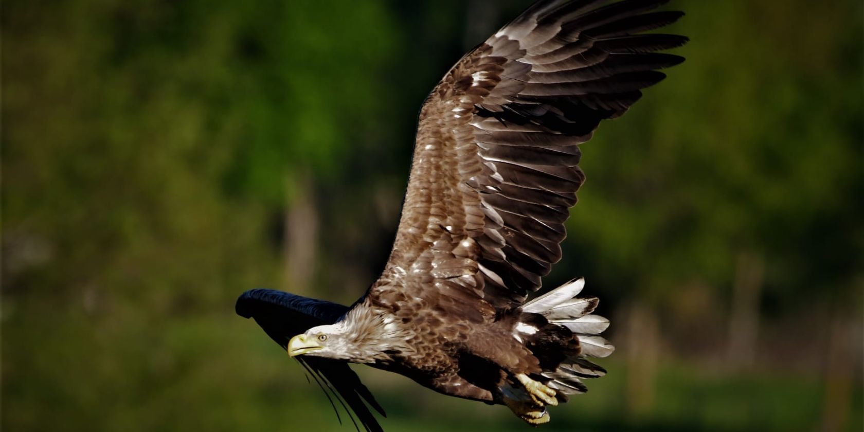 Seeadler_Copyright_Jörg_Dollmanski, © Jörg Dollmanski